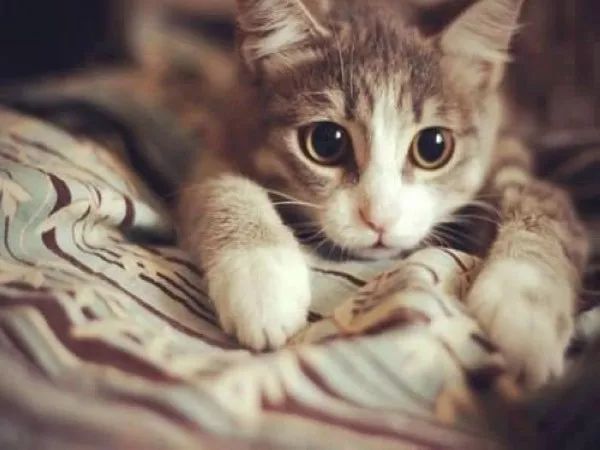 Python實戰之OpenCV實現貓臉檢測