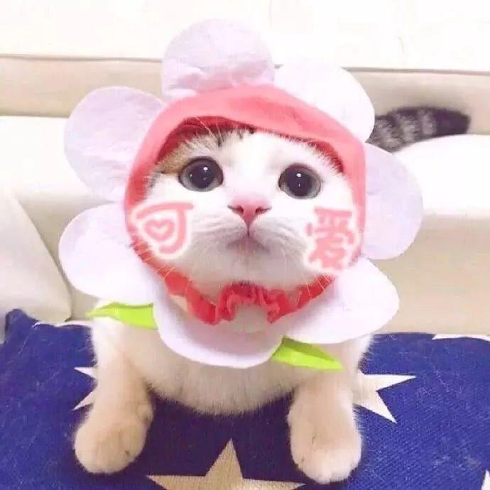 2020抖音最火的情侶頭像！超甜蜜，狂撒狗糧！