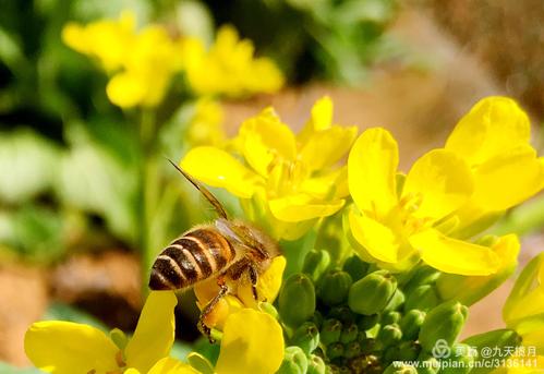 2021年5月16日支付寶螞蟻莊園答案！螞蟻莊園小課堂5.16今日最新答案