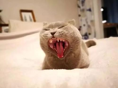 2021年5月11日支付寶螞蟻莊園最新答案！螞蟻莊園小課堂5.11今日最新答案