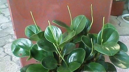 豆瓣綠的養殖方法和注意事項