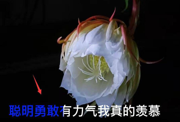 剪映字幕逐字變色制作教程分享