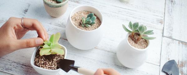 朋友圈曬花草的說說 朋友圈曬花草的句子