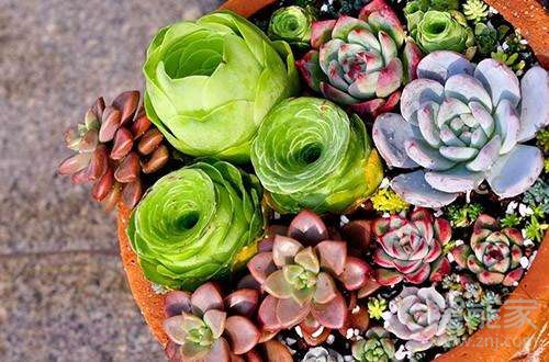 朋友圈綠植怎么配文字