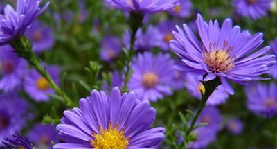 重陽遙寄短信表想念，點點滴滴都是情！