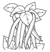 qq畫圖紅包四季豆怎么畫？QQ畫圖紅包四季豆畫法分享