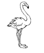 qq畫圖紅包火烈鳥怎么畫？QQ畫圖紅包火烈鳥畫法分享