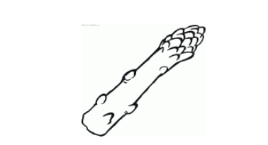 qq畫圖紅包蘆筍怎么畫？QQ畫圖紅包蘆筍畫法分享