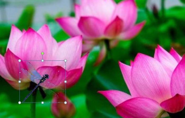 ppt制作出小荷才露尖尖角動畫場景具體操作步驟