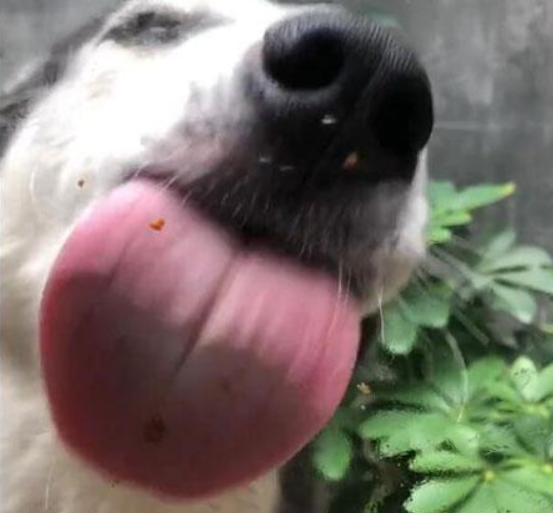 抖音狗舔屏高清動態壁紙什么樣？抖音狗舔屏高清動態壁紙詳情介紹！