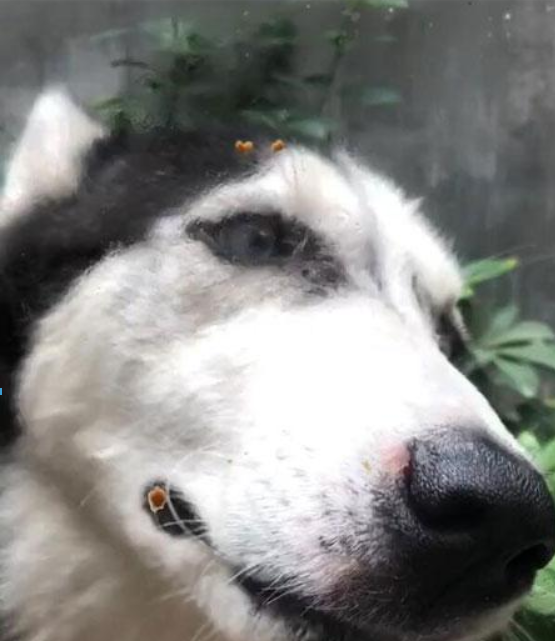 抖音狗舔屏高清動態壁紙什么樣？抖音狗舔屏高清動態壁紙詳情介紹！