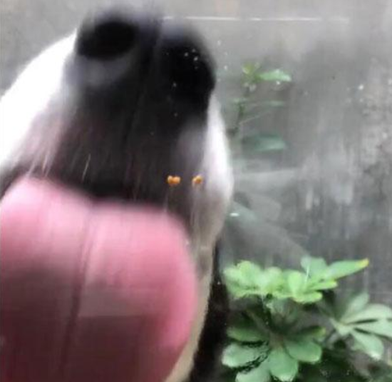 抖音狗舔屏高清動態壁紙什么樣？抖音狗舔屏高清動態壁紙詳情介紹！