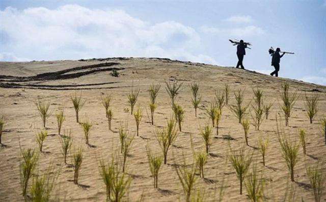 螞蟻森林種的樹實(shí)際在哪里 支付寶螞蟻森林種樹實(shí)景圖如何看