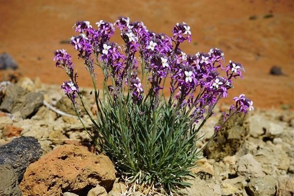 支付寶螞蟻森林合種如何解散 螞蟻森林解散合種小隊方法