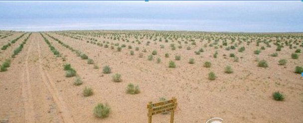 螞蟻森林全民義務(wù)植樹盡責(zé)證書如何獲取 植樹盡責(zé)證書獲取攻略介紹！