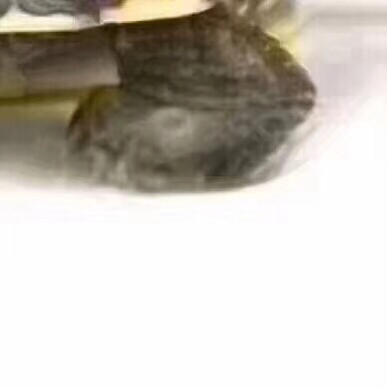 抖音很火的烏龜六張圖怎么玩?