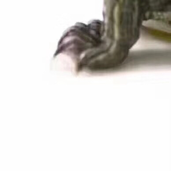 抖音很火的烏龜六張圖怎么玩?