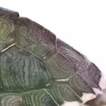 抖音上人頭烏龜身圖片六宮格拼圖怎么玩 人頭烏龜身圖分享