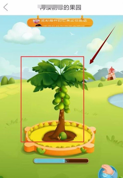 拼多多果樹有幾個階段？成長階段詳解