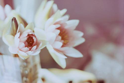 抖音如果只剩一朵花是什么歌_如果只剩一朵花歌曲試聽地址分享