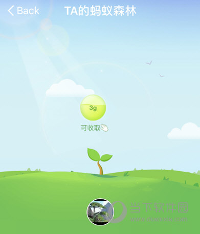 支付寶螞蟻森林怎么收取別人的能量 教你偷好友能量