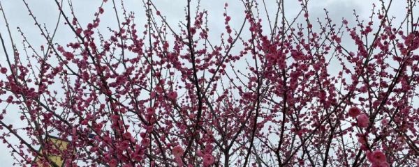 梅花開了怎么發朋友圈 梅花開了發朋友圈