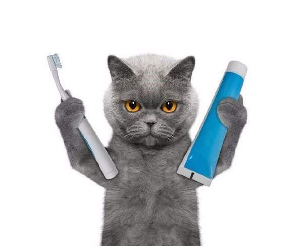 【抖音后裔射日圖+霸氣貓】原圖高清版分享