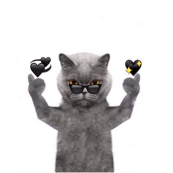 【抖音后裔射日圖+霸氣貓】原圖高清版分享