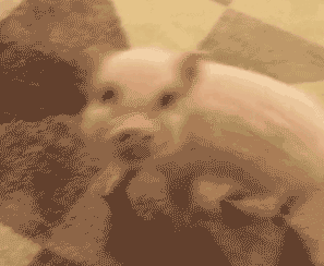 【抖音熱門(mén)豬圈GIF表情包】全套高清無(wú)水印分享