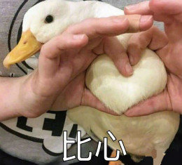 【抖音網(wǎng)紅比心鴨子表情包】比心鴨子高清無水印圖片分享