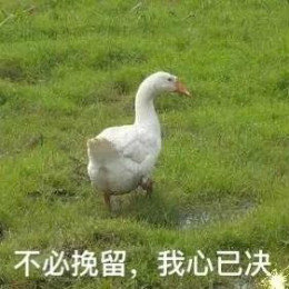 【抖音網(wǎng)紅比心鴨子表情包】比心鴨子高清無水印圖片分享