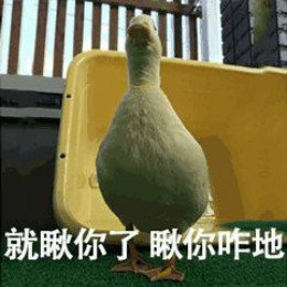 【抖音網(wǎng)紅比心鴨子表情包】比心鴨子高清無水印圖片分享