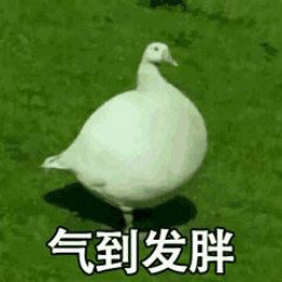 【抖音網(wǎng)紅比心鴨子表情包】比心鴨子高清無水印圖片分享