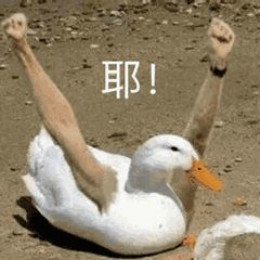 【抖音網(wǎng)紅比心鴨子表情包】比心鴨子高清無水印圖片分享