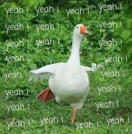 【抖音網(wǎng)紅比心鴨子表情包】比心鴨子高清無水印圖片分享