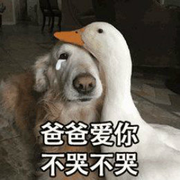 【抖音網(wǎng)紅比心鴨子表情包】比心鴨子高清無水印圖片分享