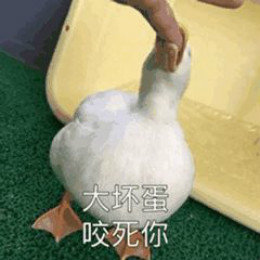 【抖音網(wǎng)紅比心鴨子表情包】比心鴨子高清無水印圖片分享