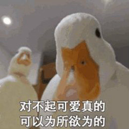 【抖音網(wǎng)紅比心鴨子表情包】比心鴨子高清無水印圖片分享