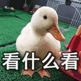 【抖音網(wǎng)紅比心鴨子表情包】比心鴨子高清無水印圖片分享