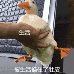 【抖音網(wǎng)紅比心鴨子表情包】比心鴨子高清無水印圖片分享