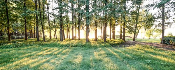 螞蟻森林保護(hù)罩怎么獲得 螞蟻森林保護(hù)罩如何獲得