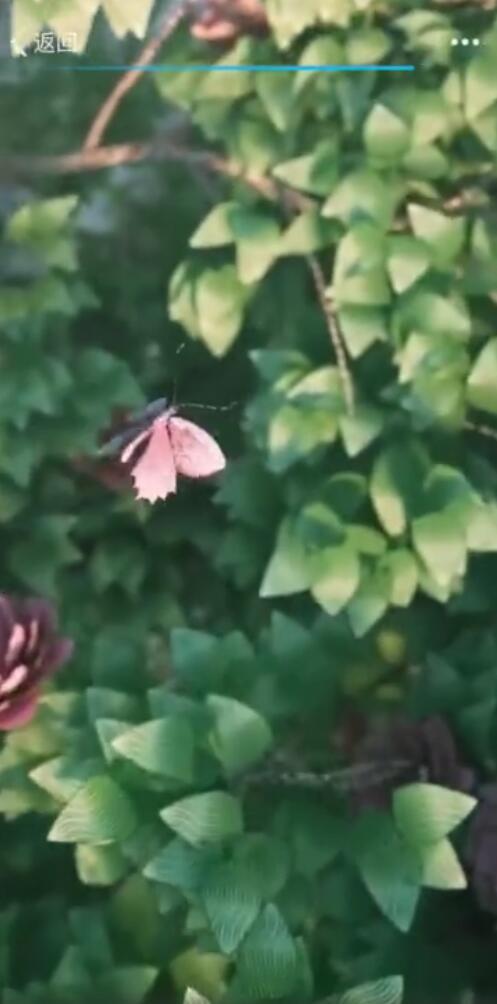 抖音掃描人民幣變鳳凰怎么拍？具體方法介紹