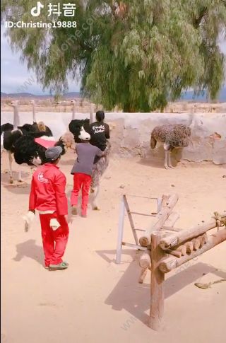 抖音騎鴕鳥賽跑背景音樂是什么？抖音騎鴕鳥大賽的歌曲分享