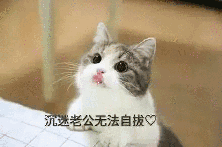 【抖音貓咪哄老公】超萌哄老公無水印表情包