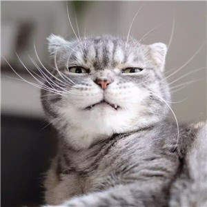 抖音社會貓表情包無水印圖片