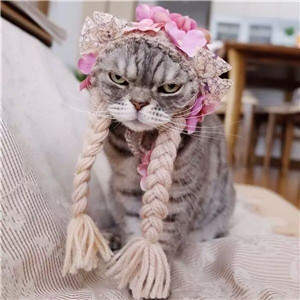 抖音社會貓表情包無水印圖片