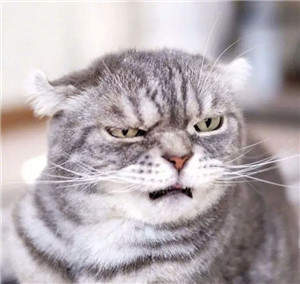 抖音社會貓表情包無水印圖片