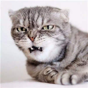 抖音社會貓表情包無水印圖片大全【多圖】