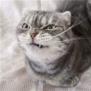 抖音社會貓表情包無水印圖片大全【多圖】