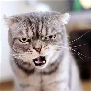 抖音社會貓表情包無水印圖片大全【多圖】